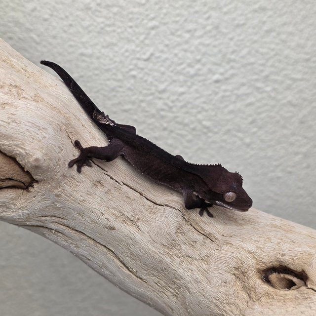 Charcoal Phantom Cappuccino