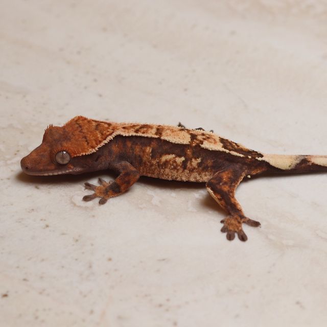 세이블