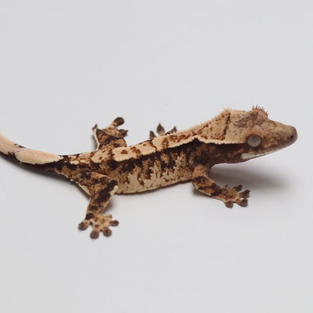 트라이