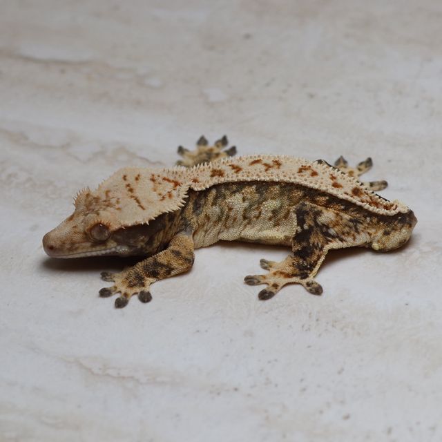 트라이