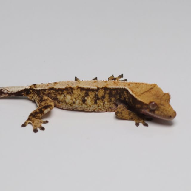 트라이 바브