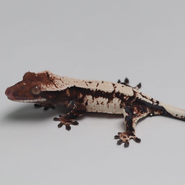 세이블