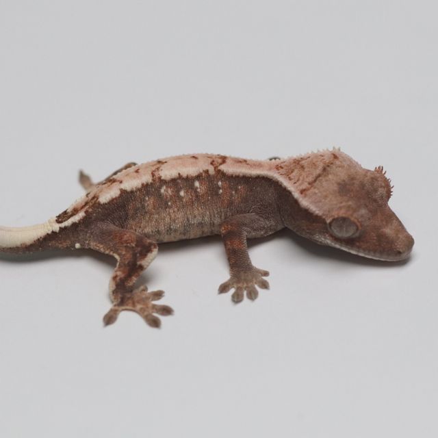세이블