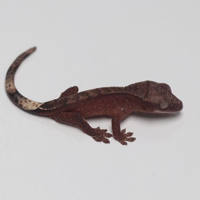 챠콜 다크 블랙