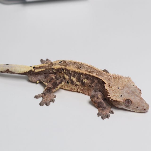 세이블