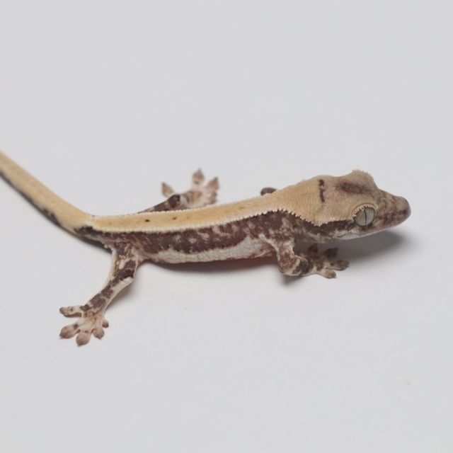 릴리 세이블