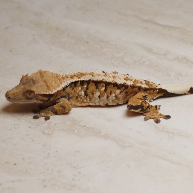 트라이