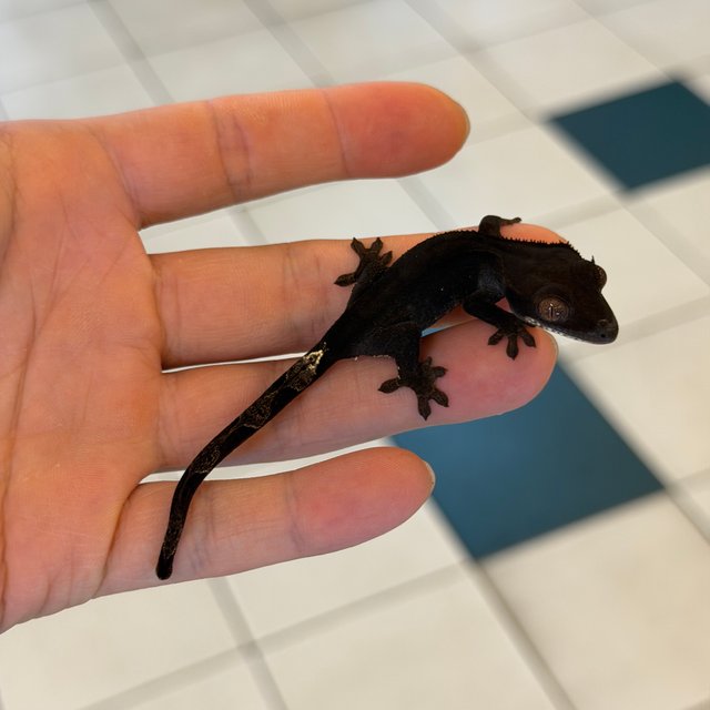 Charcoal Phantom Cappuccino