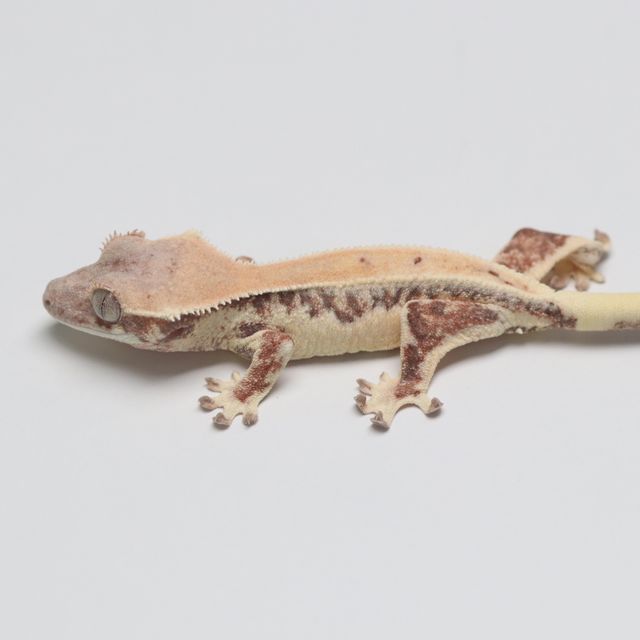 릴리 세이블