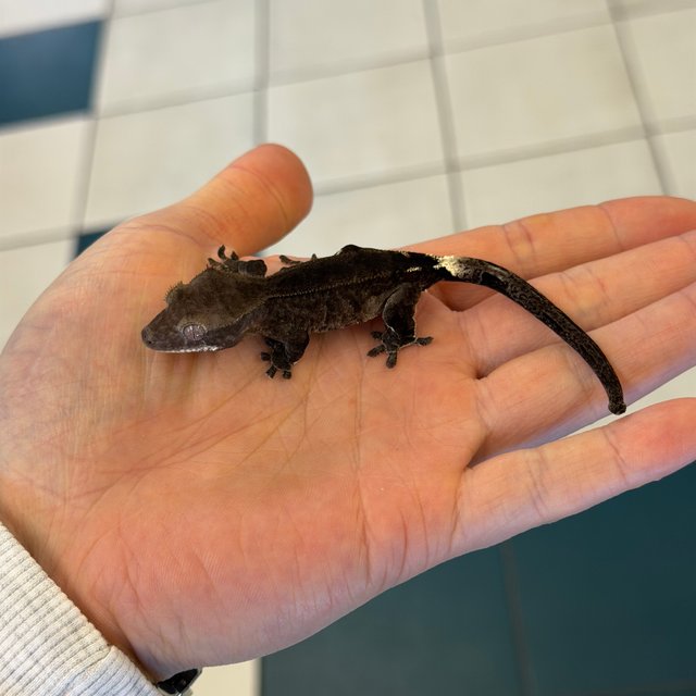 챠콜 팬텀 카푸치노 아잔틱