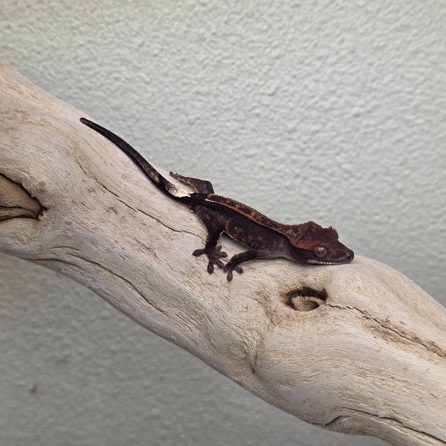 100% Het Axanthic Charcoal Super Stripe Cappuccino