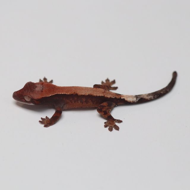세이블