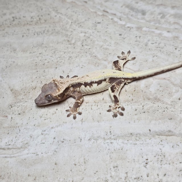 100%헷아잔틱 릴리 세이블