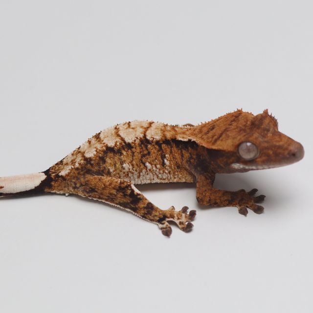 트라이