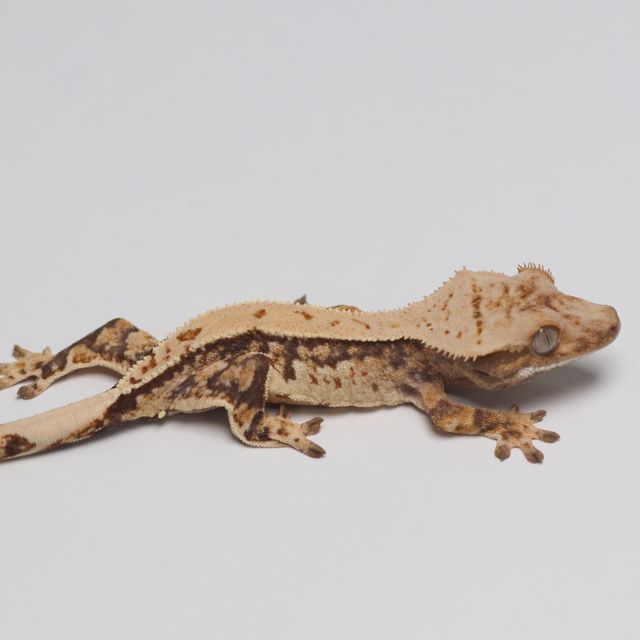 트라이