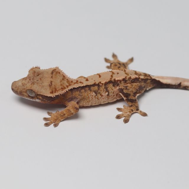 트라이