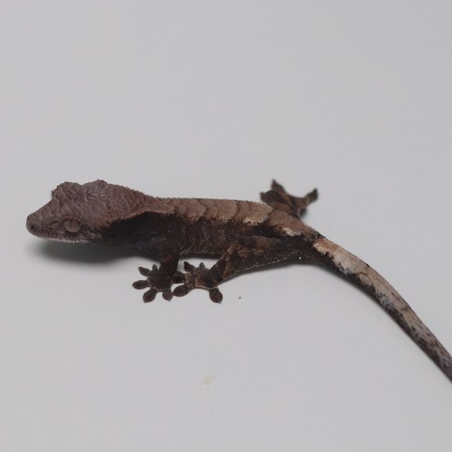 세이블