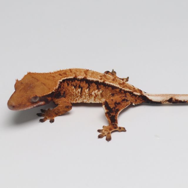 트라이