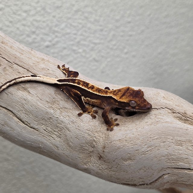 Empty Back 100% Het Axanthic