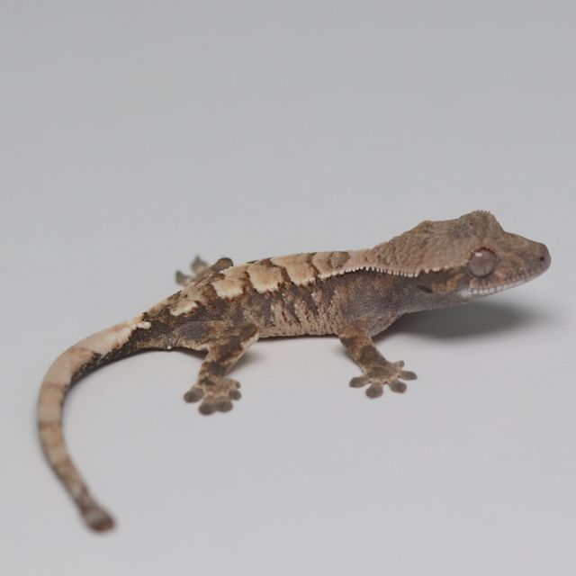 세이블