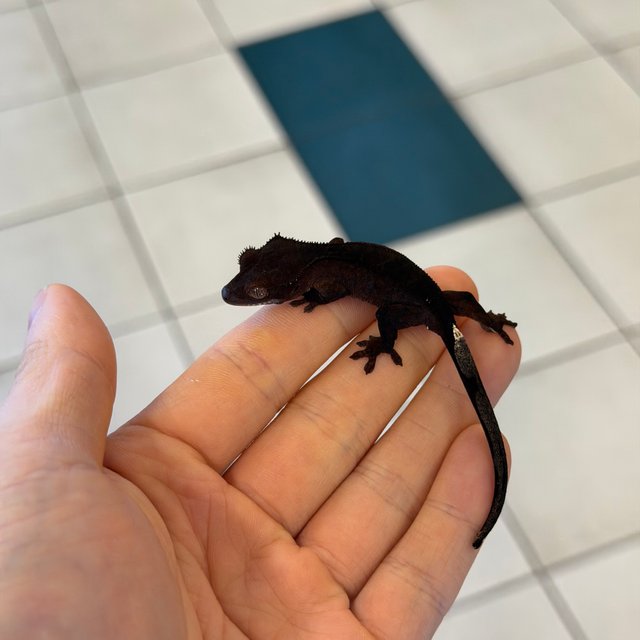 챠콜 팬텀 카푸치노