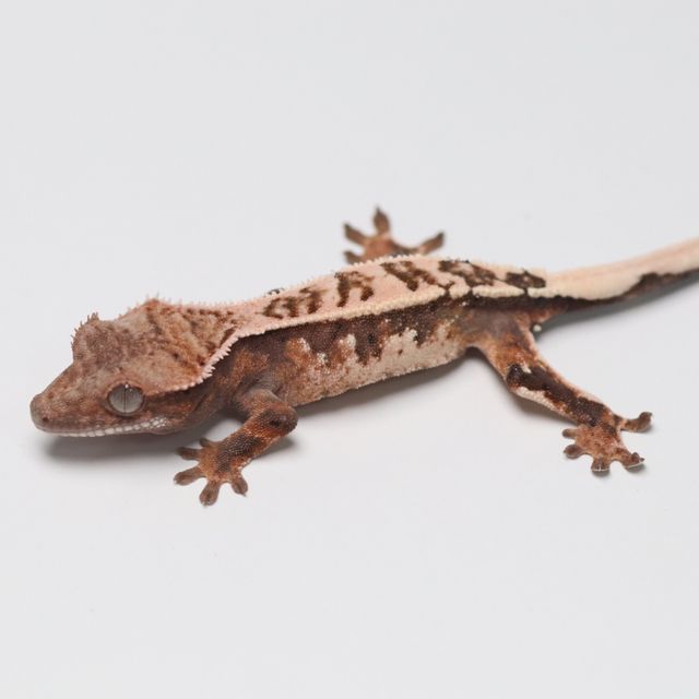 세이블
