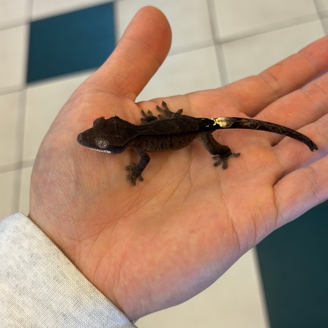 Charcoal Phantom Cappuccino