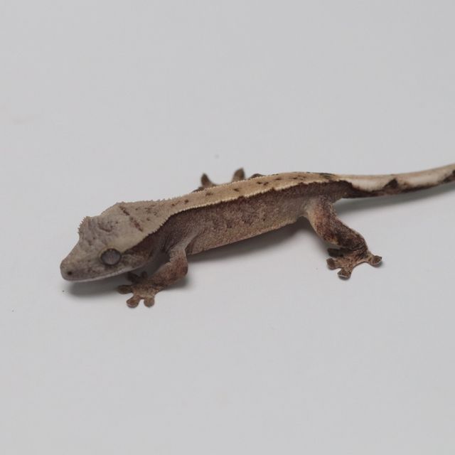 트라이