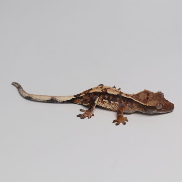 트라이