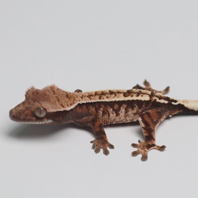 세이블