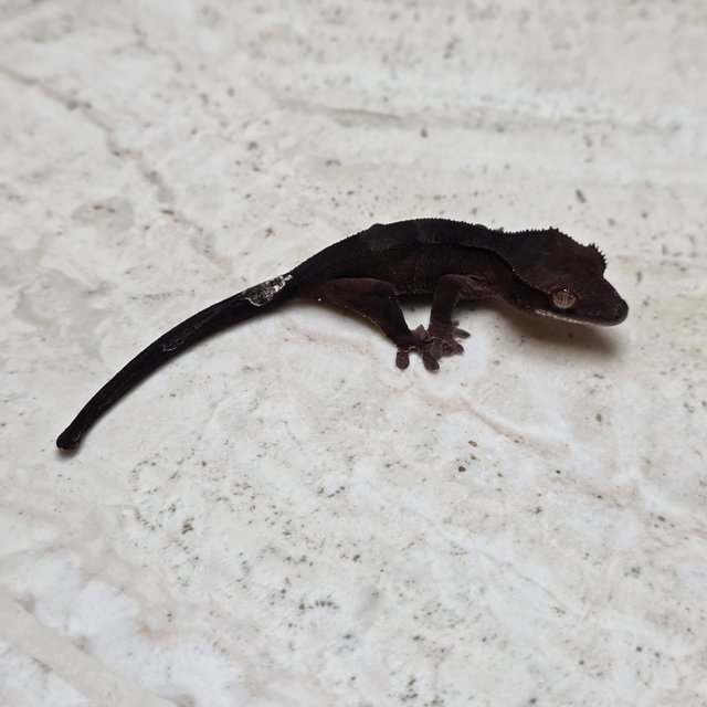 Charcoal Phantom Cappuccino