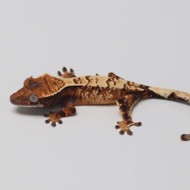 세이블