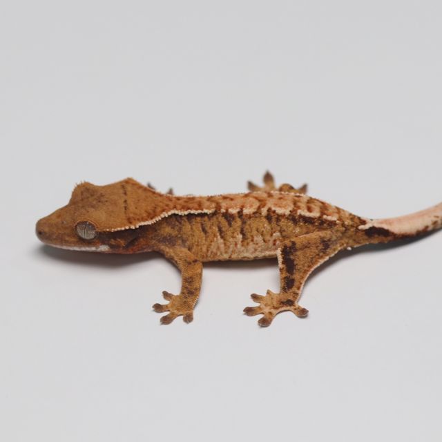 트라이