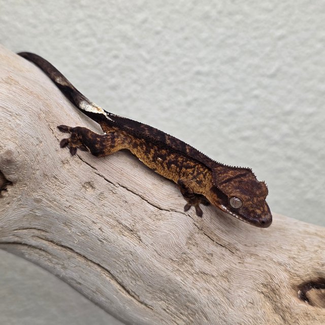 100% Het Axanthic Charcoal
