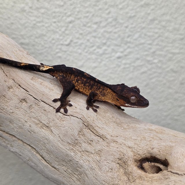 100% Het Axanthic Charcoal