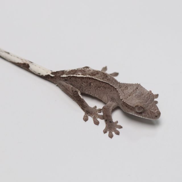 세이블 팬텀