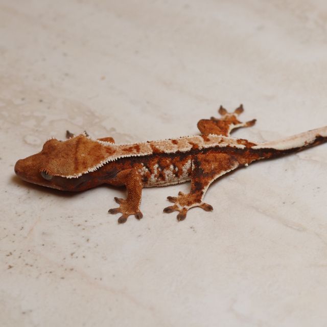 트라이