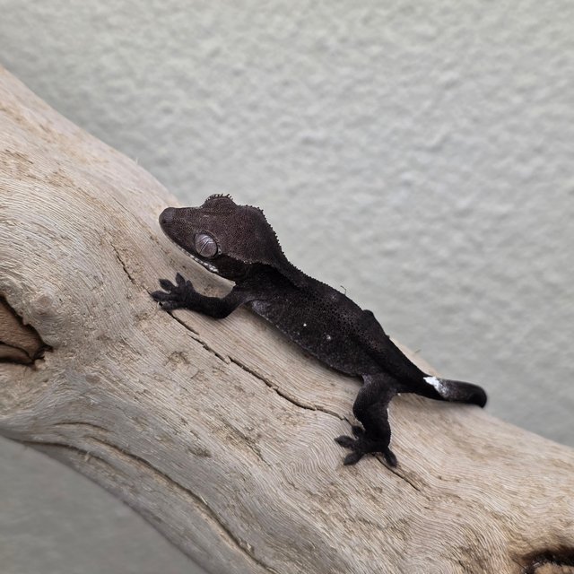 Charcoal Axanthic