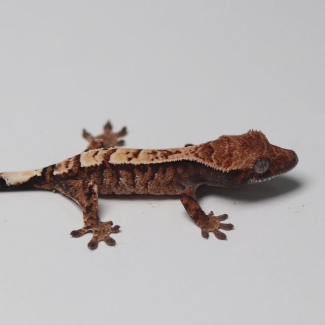 세이블