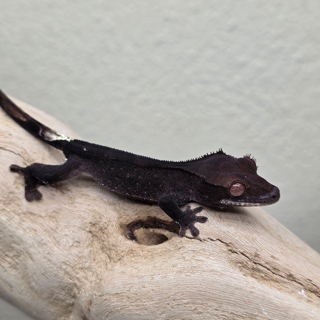 Charcoal Phantom Cappuccino
