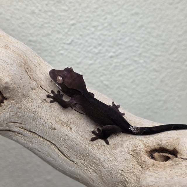 Charcoal Phantom Cappuccino