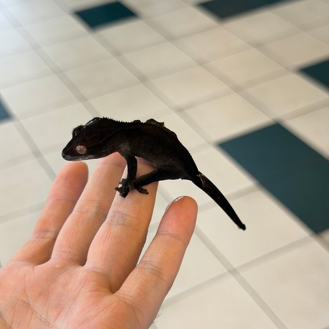 Charcoal Phantom Cappuccino
