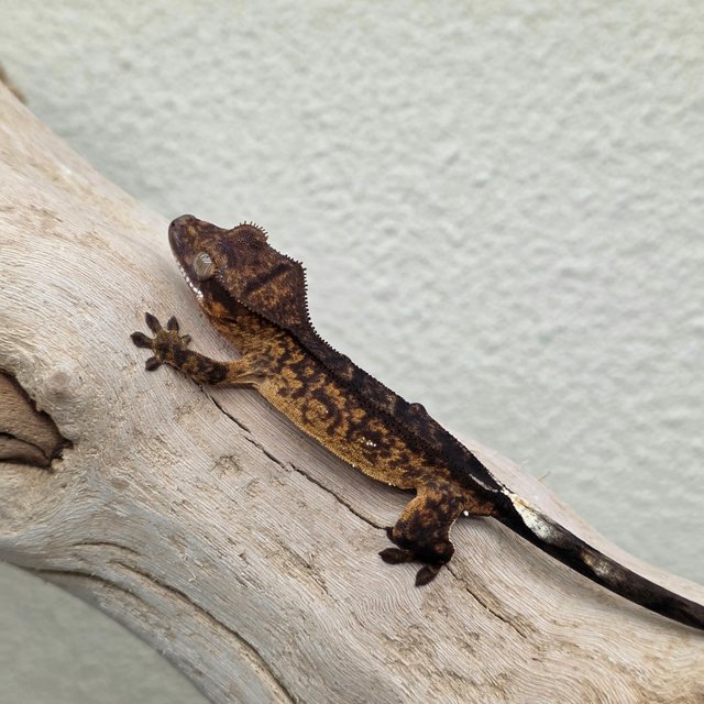 100% Het Axanthic Charcoal