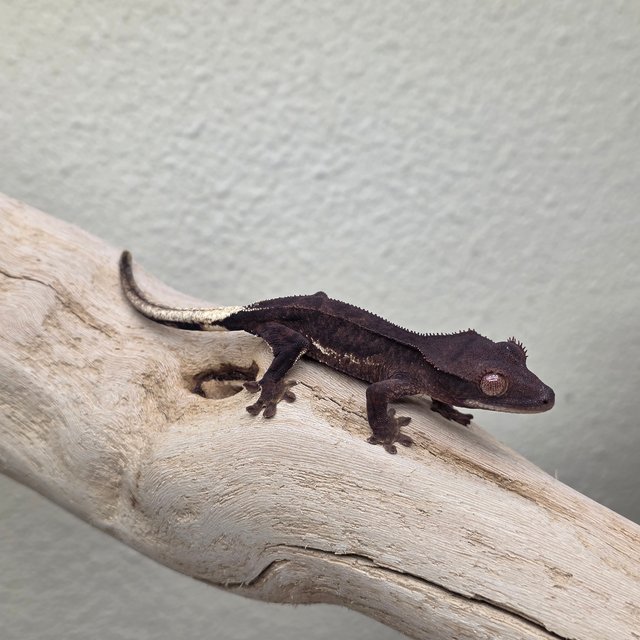 Charcoal Phantom Lilly White
