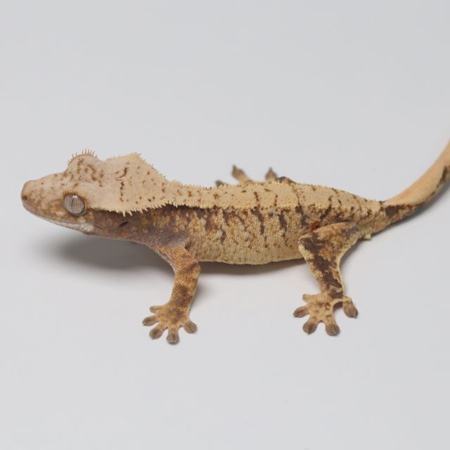 트라이