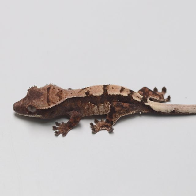 세이블