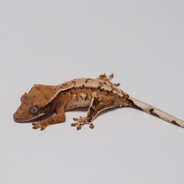 트라이 몬코사