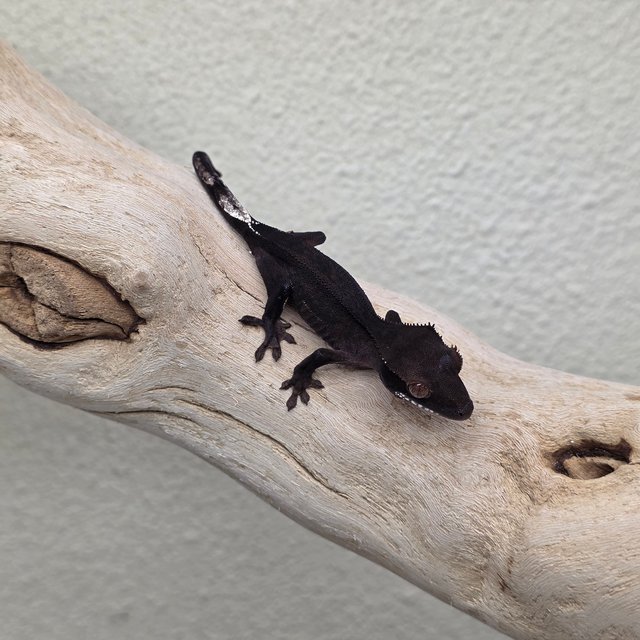 Charcoal Super Stripe Phantom Cappuccino