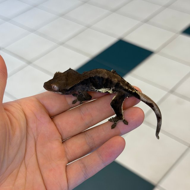 Charcoal Phantom Lilly White