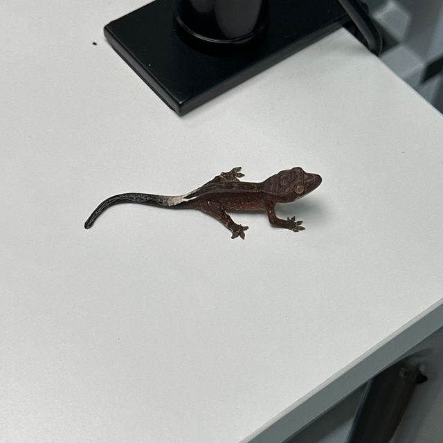 카푸치노 팬텀 엠티백 챠콜 블랙 알티